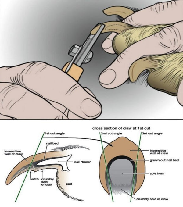 Cat Nail Clipper Cutter Pets Toe Care Stainless Steel Scissors Grooming Trim with Nails Filer