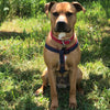 Denim Style Nylon Pet Harness with Leash Strap