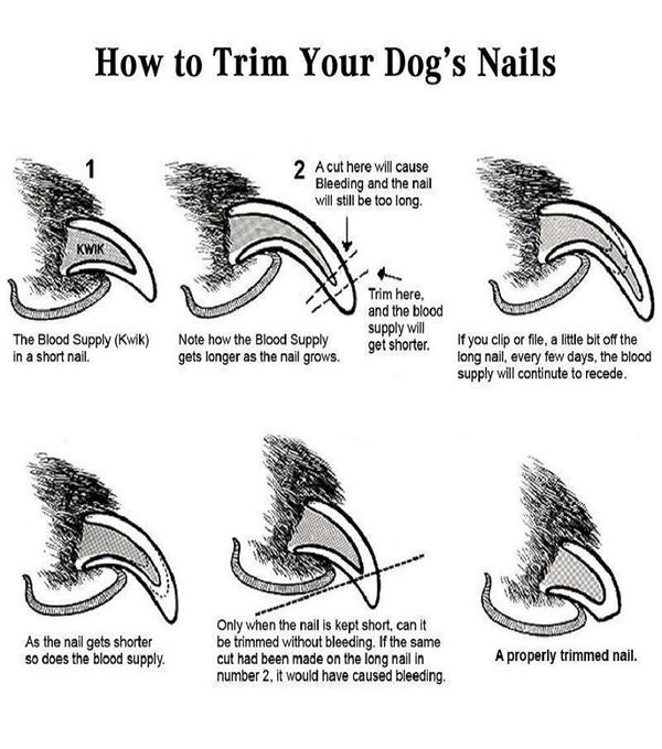 Cat Nail Clipper Cutter Pets Toe Care Stainless Steel Scissors Grooming Trim with Nails Filer