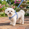 A small white dog standing on a brick path in a garden, wearing a blue floral harness and matching leash with silver hardware.
