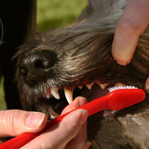 Oral Care Removes Pet Stains Whiten Toothbrush Cat Kitten Gums