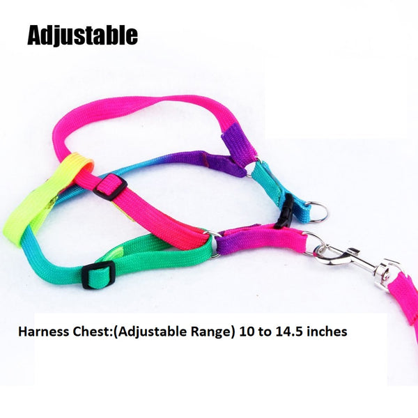 Rainbow Cat Kitten Leash Adjustable Harness Strap