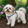 A small fluffy cream-colored dog standing outdoors on mulch with flowers and greenery blurred in the background, wearing a black-and-white spotted harness and leash.