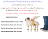 Denim Style Nylon Pet Harness with Leash Strap
