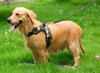 Harness Front Clip Pet Dog Adjustable Breathable Mesh Lightweight Easy Control for Outdoor Training
