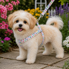 A small fluffy cream-colored dog standing on a stone path in a garden, wearing a white harness and matching leash with a colorful floral pattern.