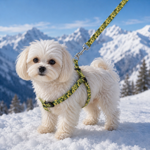 A small fluffy white dog standing in snow with mountains and blue sky in the background, wearing a green and black patterned harness and matching leash.