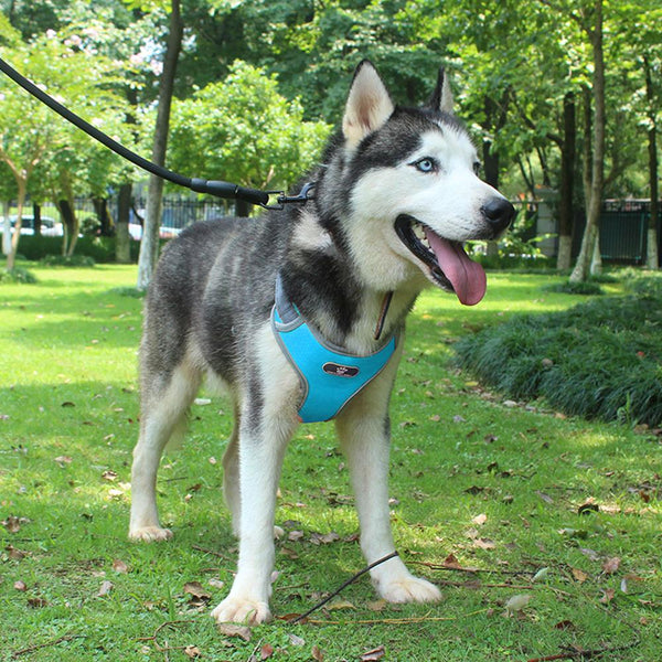 Front Clip Breathable Mesh Lightweight Harness Easy Control Outdoor Walking Vest Retractable