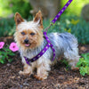Small Breed Dog Cat Pet Walking Harness with Leash Soft Nylon Paw Pattern